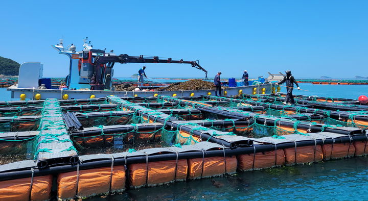 전남 완도 전복 양식장. (사진=전남도 제공) *재판매 및 DB 금지