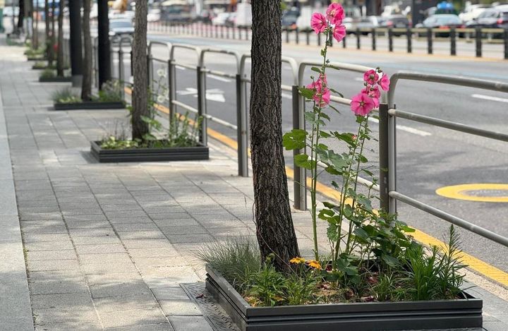 [서울=뉴시스] 서대문구가 통일로 변 가로수 길에 조성한 ‘한뼘정원’. 2025.06.25. (사진=서대문구 제공) *재판매 및 DB 금지