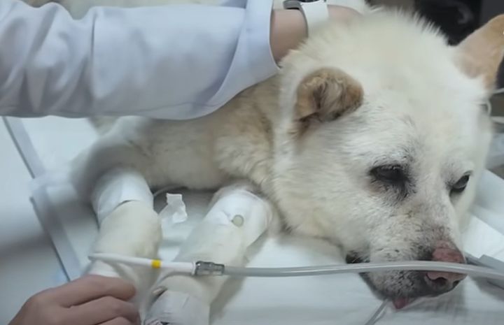 [뉴시스] 백구 '귀동이'가 동물병원에서 누워있는 모습. (출처=VIP동물의료센터 유튜브) *재판매 및 DB 금지