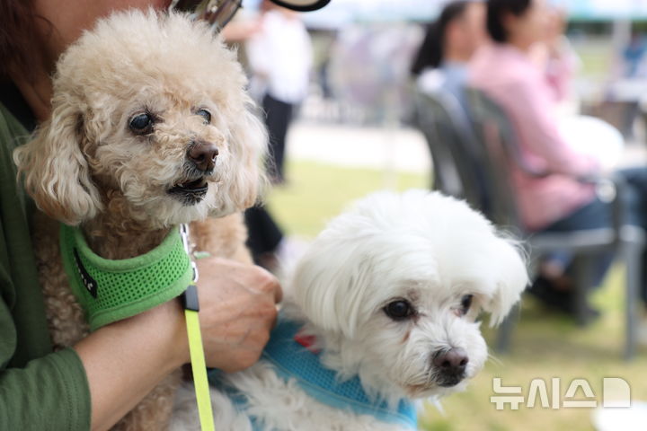 インフルエンザにかかったのですが、犬を動かすべきですか？ソウルシティとソウル国立大学の調査::共感記者ニュース::