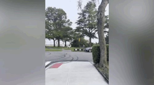 [뉴시스]뉴욕 퀸스의 국립공원에서 한 무리가 백조를 납치하고 도주하는 모습이 포착돼 화제를 모으고 있다. (사진=뉴욕포스트) *재판매 및 DB 금지