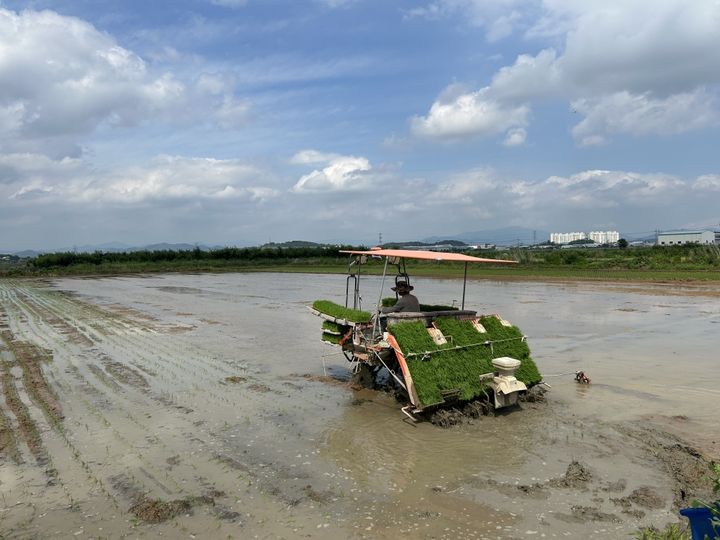 [창원=뉴시스] 강경국 기자 = 사진은 지난 6월 25일 경남 창원시 농업기술센터가 주남의아침 영농조합과 함께 가루쌀 재배단지를 조성하기 위해 25일 올해 첫 모내기를 하고 있는 모습. (사진=창원시청 제공). 2025.06.25. photo@newsis.com *재판매 및 DB 금지