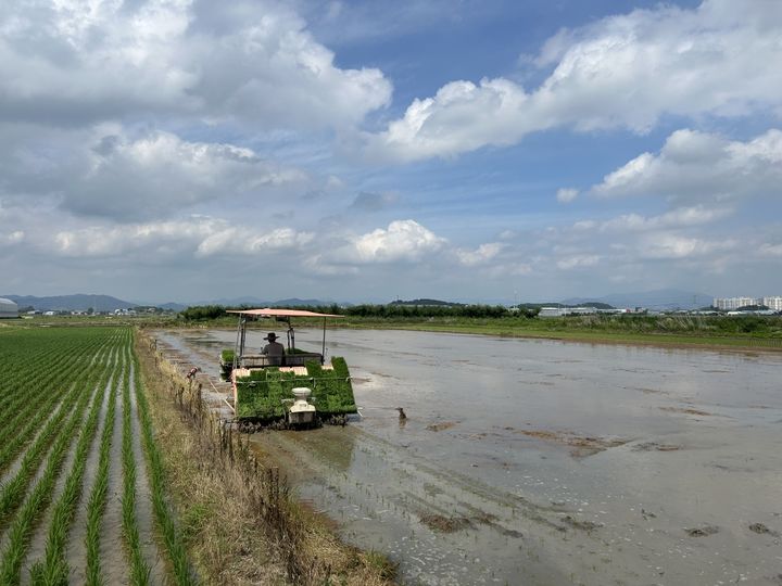 [창원=뉴시스] 강경국 기자 = 사진은 경남 창원시 농업기술센터가 주남의아침 영농조합과 함께 가루쌀 재배단지를 조성하기 위해 지난 6월 25일 올해 첫 모내기를 하고 있는 모습. (사진=창원시청 제공). 2025.06.25. photo@newsis.com *재판매 및 DB 금지