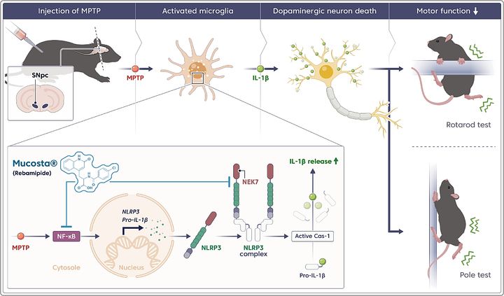 [대전=뉴시스] 위장약 레바미피드에 의한 NLRP3 염증복합체 억제 및 파킨슨병 모델에서의 신경보호 기전.(사진=한의학연구원 제공) *재판매 및 DB 금지