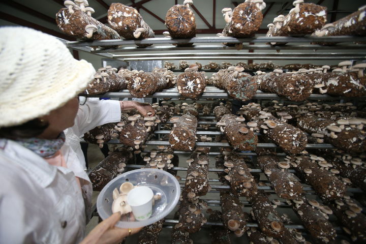 [강릉=뉴시스] 경기도 의정부우리음식연구회 회원들이 25일 오후 강릉시 성산면 지암길(송암리) 243 강릉표고버섯농장에서 송이맛이 나서 더욱 맛있다는 표고버섯을 따고 있다.(사진=강릉표고버섯농장 제공)photo@newsis.com *재판매 및 DB 금지