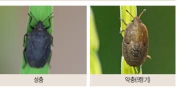 [울산=뉴시스] 구미현 기자 = 울산시농업기술센터는 벼 재배지에서 반복적으로 발생하는 해충 ‘먹노린재’에 대한 예찰과 신속한 방제가 시급하다고 26일 밝혔다. 먹노린재 성충, 약충(왼쪽)과 피해(오른쪽) photo@newsis.com *재판매 및 DB 금지
