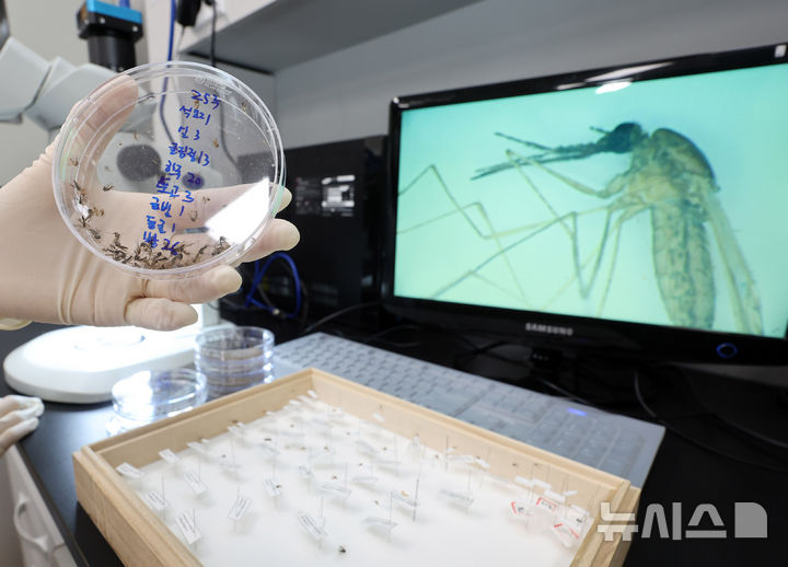 [인천=뉴시스] 전진환 기자 = 인천 중구 인천보건환경연구원 매개체감염병과 실험실에서 연구사가 채집한 모기를 들어보이고 있다. 2025.06.25. amin2@newsis.com