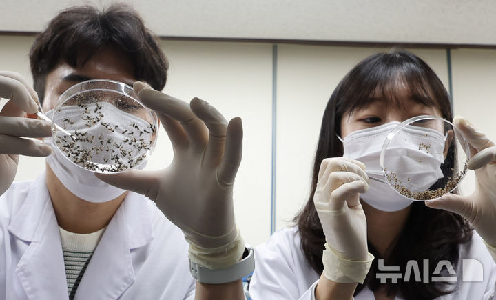 [인천=뉴시스] 전진환 기자 = 전국에 말라리아 주의보가 내려진 가운데 25일 오전 인천 중구 인천보건환경연구원 매개체감염병과 실험실에서 연구사들이 모기 종 분류작업을 하고 있다. 질병관리청은 장마 전후로 점차 말라리아 매개모기가 증가할 것으로 예상되기 때문에 말라리아 위험지역에서는 매개모기 방제를 강화하고, 모기 물림 예방수칙을 준수할 것을 당부했다. 2025.06.25. amin2@newsis.com