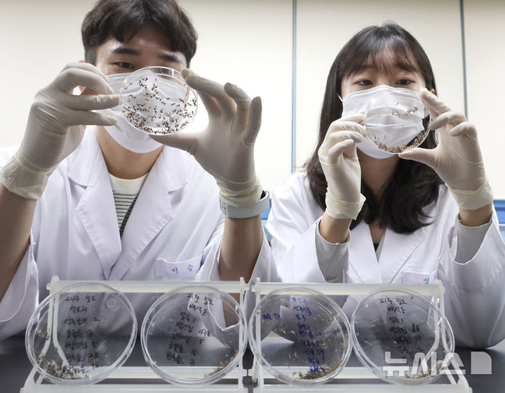 [인천=뉴시스] 전진환 기자 = 전국에 말라리아 주의보가 내려진 가운데 25일 오전 인천 중구 인천보건환경연구원 매개체감염병과 실험실에서 연구사들이 모기 종 분류작업을 하고 있다.&nbsp;&nbsp; 질병관리청은 장마 전후로 점차 말라리아 매개모기가 증가할 것으로 예상되기 때문에 말라리아 위험지역에서는 매개모기 방제를 강화하고, 모기 물림 예방수칙을 준수할 것을 당부했다. 2025.06.25. amin2@newsis.com