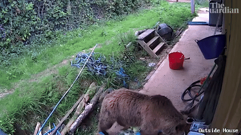 [뉴시스]24일(현지 시간) 영국 가디언과 BBC뉴스라운드 등에 따르면 지난 23일 오후 3시께 잉글랜드 엑서터 인근 '와일드우드 데번' 동물원에서는 다섯 살 유라시아 불곰 남매 '미슈'와 '루시'가 탈출했다. (영상=가디언) 2025.6.26 *재판매 및 DB 금지