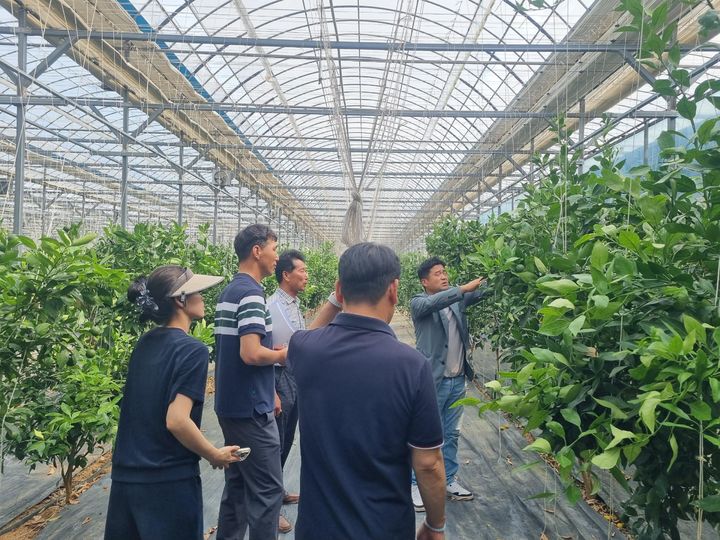 [진주=뉴시스 ]경남농업기술원 '만감류 현장 맞춤형 컨설팅'. (사진=경남농업기술원 제공) 2025.06.26. photo@newsis.com *재판매 및 DB 금지