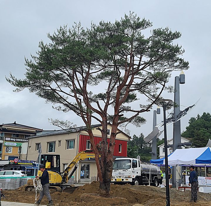 올림픽소나무. *재판매 및 DB 금지