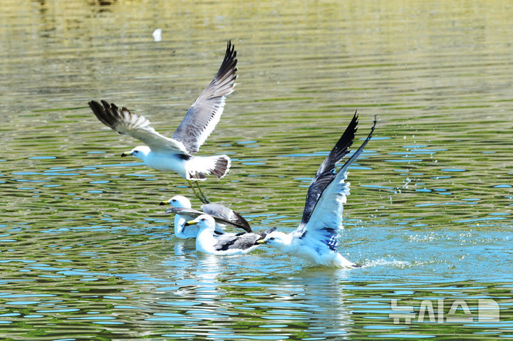 [남해=뉴시스] 차용현 기자 = 완연한 초여름 날씨를 보인 2022년 5월 31일 오후 바닷물과 민물이 만나는 경남 남해군 삼동면 인근 하천 하구에서 갈매기들이 목욕을 하고 있다. 2022.05.31. con@newsis.com
