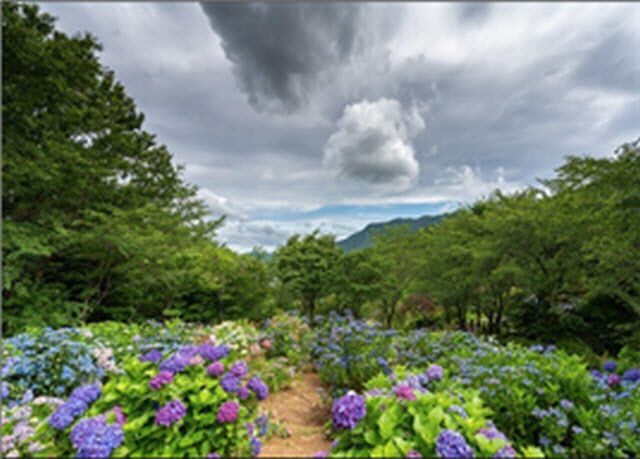 [고성=뉴시스] 경남 고성군은 다양한 관광자원을 주제로 많은 관광객을 맞이하기 위해 다채로운 축제를 운영 중이라고 26일 밝혔다. 내달 중순까지 개최되는 고성군 거류면 소재 수국축제장 만화방초 전경. (사진=뉴시스 DB). photo@newsis.com *재판매 및 DB 금지