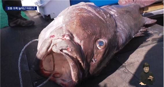 [뉴시스] 최근 부산 해역에서 잡힌 돗돔. (사진=KNN 보도화면 캡처) *재판매 및 DB 금지