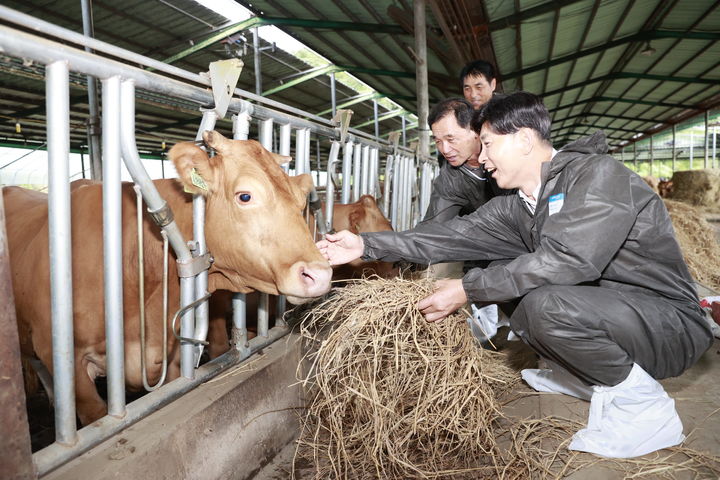 [보성=뉴시스] 지역 축산농가 찾은 김철우 보성군수. (자료사진 제공 = 보성군). 2025.06.26. photo@newsis.com *재판매 및 DB 금지