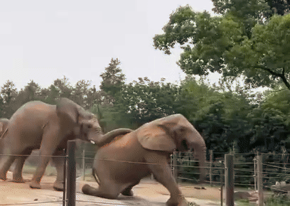 [서울=뉴시스]중국 상하이의 대형 야생동물원에서 코끼리 무리 간 집단 괴롭힘 의혹이 제기되며 논란이 확산되고 있다.(사진=상유신문) *재판매 및 DB 금지