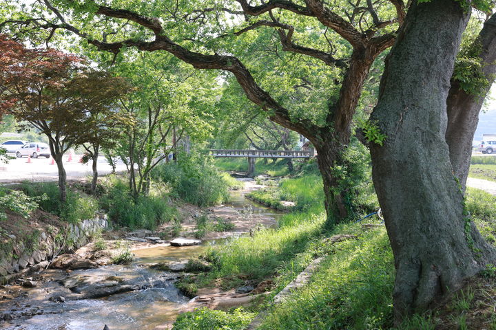 [고창=뉴시스] 국가지정유산 '천연기념물'로 지정·예고된 고창 삼태마을숲의 왕버들나무.&nbsp; *재판매 및 DB 금지