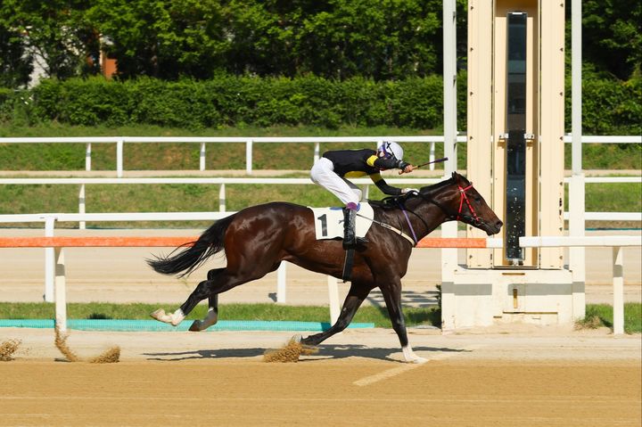 [김해=뉴시스]원평스톰, 2025년 5월25일 스포츠경향배 우승 장면.(사진=렛츠런파크 부경 제공) 2025.06.26.photo@newsis.com *재판매 및 DB 금지