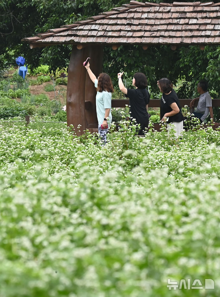 [수원=뉴시스] 김종택 기자 = 26일 경기 수원시 탑동 시민농장을 찾은 시민들이 활짝 핀 메밀꽃을 배경으로 사진을 찍으며 즐거운 시간을 보내고 있다. 2025.06.26. jtk@newsis.com
