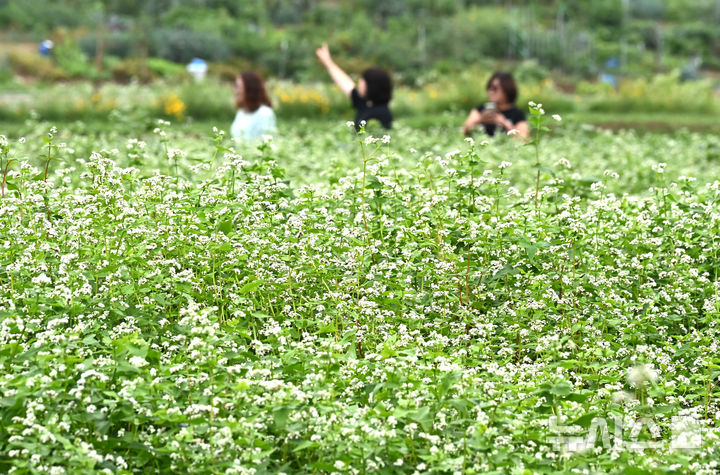 [수원=뉴시스] 김종택 기자 = 26일 경기 수원시 탑동 시민농장을 찾은 시민들이 활짝 핀 메밀꽃을 배경으로 사진을 찍으며 즐거운 시간을 보내고 있다. 2025.06.26. jtk@newsis.com