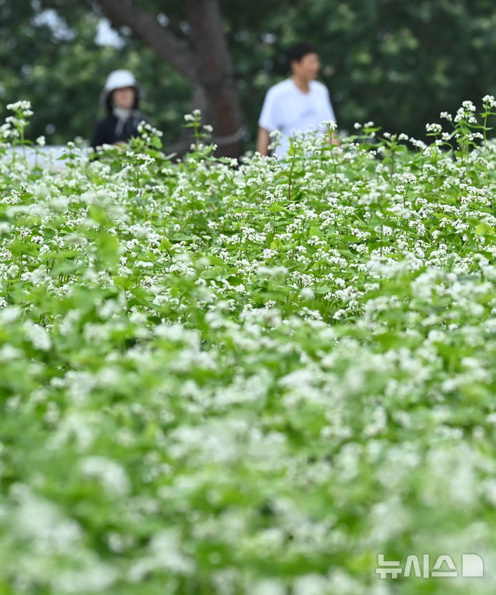 [수원=뉴시스] 김종택 기자 = 26일 경기 수원시 탑동 시민농장을 찾은 시민들이 활짝 핀 메밀꽃밭에서 산책하고 있다. 2025.06.26. jtk@newsis.com