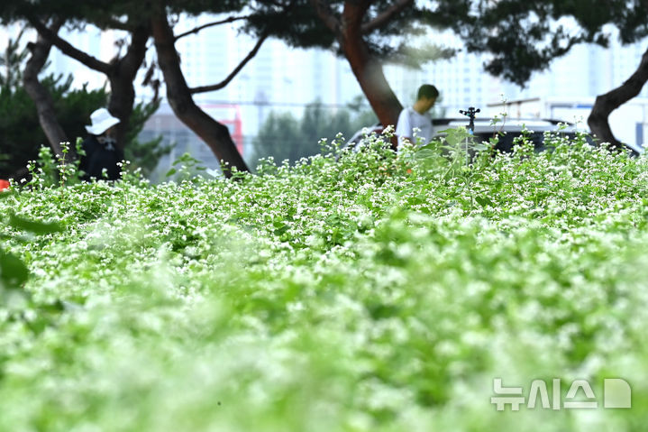 [수원=뉴시스] 김종택 기자 = 26일 경기 수원시 탑동 시민농장을 찾은 시민들이 활짝 핀 메밀꽃밭에서 산책하고 있다. 2025.06.26. jtk@newsis.com