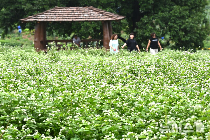 [수원=뉴시스] 김종택 기자 = 26일 경기 수원시 탑동 시민농장을 찾은 시민들이 활짝 핀 메밀꽃밭에서 산책하고 있다. 2025.06.26. jtk@newsis.com