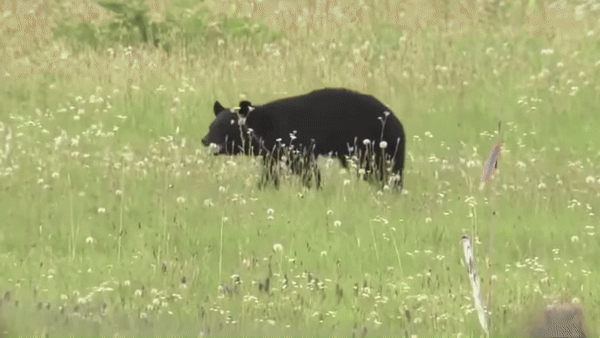 [서울=뉴시스] 일본 야마가타 공항 활주로에 출몰한 곰.(영상=유튜브 갈무리) *재판매 및 DB 금지 *재판매 및 DB 금지