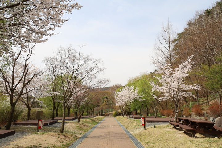 [대구=뉴시스] 팔공산국립공원 도학야영장. (사진=팔공산국립공원동부사무소 제공) 2025.06.27. photo@newsis.com *재판매 및 DB 금지