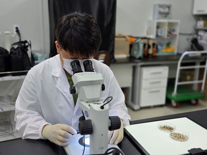 [수원=뉴시스] 일본뇌염 매개모기 분류. (사진=경기도 제공) 2025.06.27. photo@newsis.com *재판매 및 DB 금지