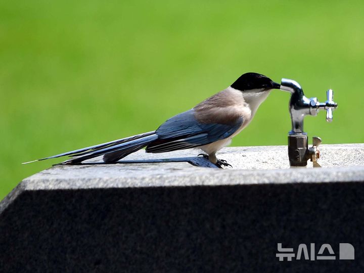 [광주=뉴시스] 이현행 기자 = 27일 광주·전남 지역에 올해 첫 폭염주의보가 발표된 가운데 광주 서구 5·18기념공원 음수대에서 한 새가 물을 찾고 있다. 광주기상청은 이날 오전 10시를 기해 광주와 나주·담양·곡성·구례·장성·화순·보성·여수·광양·순천·장흥·강진·해남·영암에서 폭염주의보를 발효했다. 2025.06.27. lhh@newsis.com