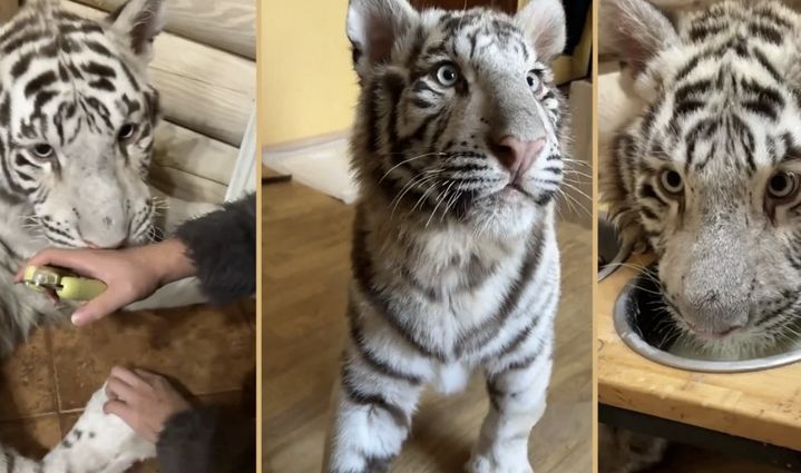 [서울=뉴시스] 100만위안(약 1억9000만원)에 달하는 백호를 반려동물로 키우며 현지 소셜미디어(SNS)에서 400만명 이상의 팔로워를 끌어모은 중국의 한 인플루언서가 화제다.&nbsp; (사진=사우스차이나모닝포스트 갈무리) 2025.06.27 *재판매 및 DB 금지