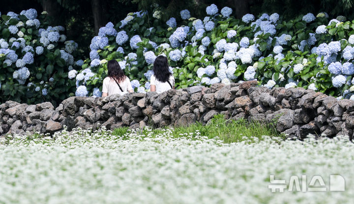 [서귀포=뉴시스] 우장호 기자 = 장마가 소강상태에 놓인 27일 오전 제주 서귀포시 표선면 보롬왓 농장에 제주 토종 수국이 절정을 맞아 방문객들의 시선을 사로 잡고 있다.&nbsp; 여름 꽃의 전령인 '제주 토종 수국'은 서양 수국과 다르게 장마가 한창인 7월 중순까지 탐스러운 대형 산방꽃차례를 유지한다. 2025.06.27. woo1223@newsis.com