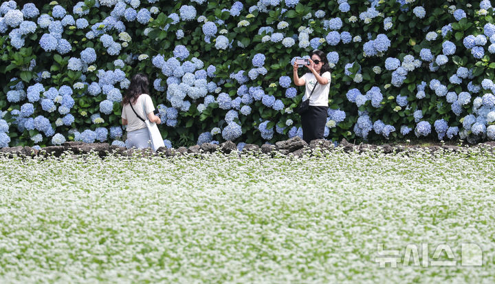 [서귀포=뉴시스] 우장호 기자 = 장마가 소강상태에 놓인 27일 오전 제주 서귀포시 표선면 보롬왓 농장에 제주 토종 수국과 메밀꽃이 절정을 맞아 방문객들의 시선을 사로 잡고 있다. 여름 꽃의 전령인 '제주 토종 수국'은 서양 수국과 다르게 장마가 한창인 7월 중순까지 탐스러운 대형 산방꽃차례를 유지한다. 2025.06.27. woo1223@newsis.com