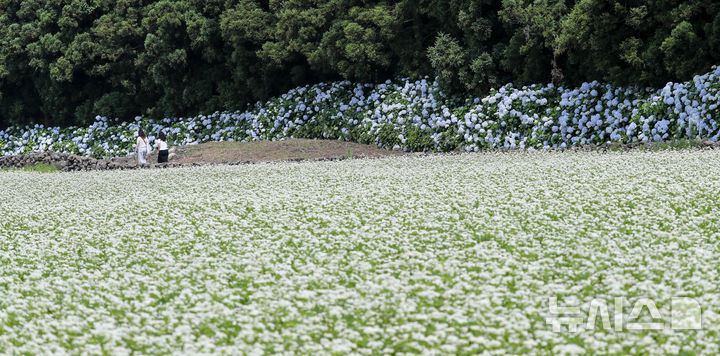 [서귀포=뉴시스] 우장호 기자 = 장마가 소강상태에 놓인 27일 오전 제주 서귀포시 표선면 보롬왓 농장에 제주 토종 수국이 절정을 맞아 방문객들의 시선을 사로 잡고 있다. 여름 꽃의 전령인 '제주 토종 수국'은 서양 수국과 다르게 장마가 한창인 7월 중순까지 탐스러운 대형 산방꽃차례를 유지한다.2025.06.27. woo1223@newsis.com