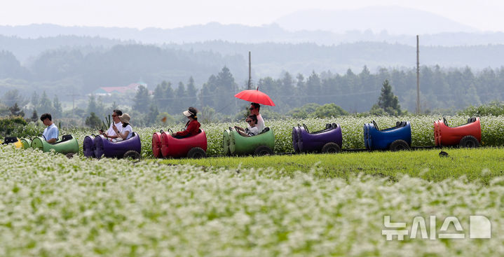 [서귀포=뉴시스] 우장호 기자 = 장마가 소강상태에 놓인 27일 오전 제주 서귀포시 표선면 보롬왓 농장에 제주 토종 메밀꽃이 절정을 맞아 방문객들의 시선을 사로 잡고 있다. 2025.06.27. woo1223@newsis.com