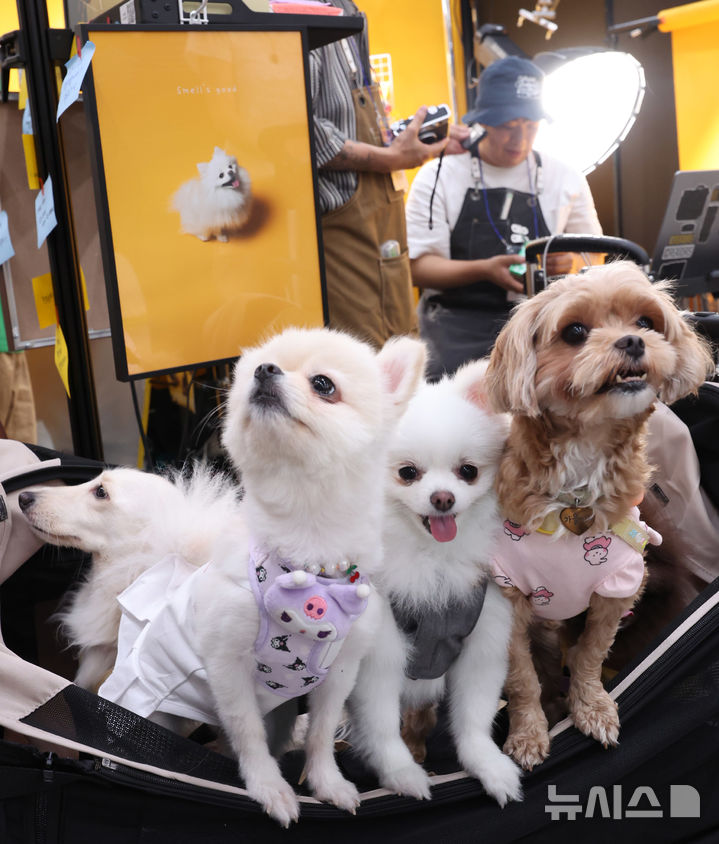 [인천=뉴시스] 전진환 기자 = 지난 6월27일 오후 인천 연수구 송도컨벤시아에서 열린 펫앤모어 인천 반려동물 박람회 사진업체 부스에서 반려견들이 기념사진을 찍기 위해 대기하고 있다. (사진은 기사내용과 관련이 없습니다.) 2025.06.27. amin2@newsis.com