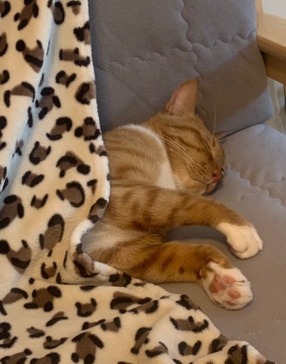 [뉴시스] 왼쪽으로 자는 고양이 (사진=독자제공) *재판매 및 DB 금지