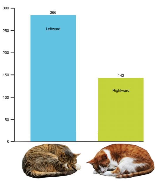 [뉴시스] 집고양이의 약 65%가 왼쪽으로 누워 자는 경향을 보이는 것으로 나타났다. (사진=Sevim Isparta et al. 2025. Lateralized sleeping positions in domestic cats.) *재판매 및 DB 금지