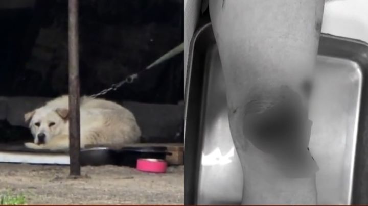 [뉴시스] 카센터에 묶여 있던 대형견에게 물려 전치 6주의 중상을 입은 여성이 치료비조차 제대로 받지 못하고 있다는 사연이 전해졌다. (사진=JTBC '사건반장' 캡처) *재판매 및 DB 금지