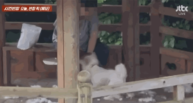 [뉴시스] 아파트 단지 내 정자에서 한 노인이 반려견을 때리며 강제로 털을 자르는 모습이 포착돼 논란이 일고 있다. (영상=JTBC '사건반장') *재판매 및 DB 금지