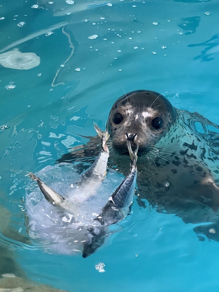 [서울=뉴시스] 해양수산부가 지난 3월27일 구조해 치료한 어린 점박이물범. (사진=해수부 제공) 2025.06.29. photo@newsis.com *재판매 및 DB 금지