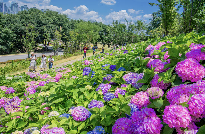 [구미=뉴시스] 다온숲 수국 만개. (사진=구미시 제공) 2025.06.29 photo@newsis.com *재판매 및 DB 금지