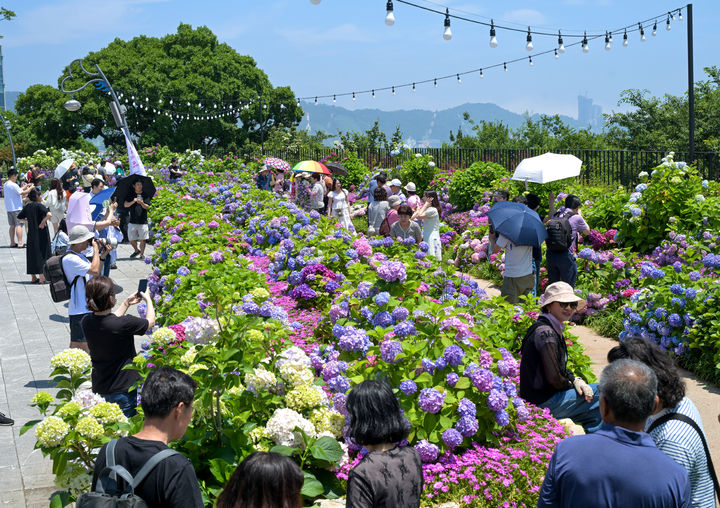 [울산=뉴시스] 이달 7일부터 29일까지 울산 남구 장생포 고래문화마을 일원에서 개최된 '장생포 수국 페스티벌'. (사진=울산 남구 제공) photo@newsis.com&nbsp; *재판매 및 DB 금지