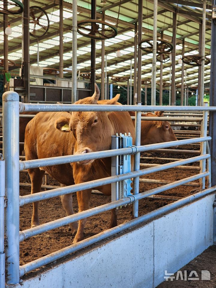 경주 천북 천년한우 미소짓다 농장 