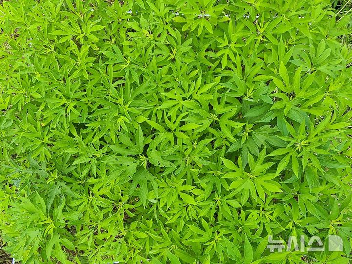 [서울=뉴시스] 단풍잎돼지풀 (사진=국립백두대간수목원 제공)