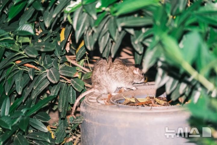[뉴시스]투어 참가자들이 뉴욕에서 쥐가 많은 지역을 구경하고 있다. (사진=뉴욕포스트) 2025.6.25 