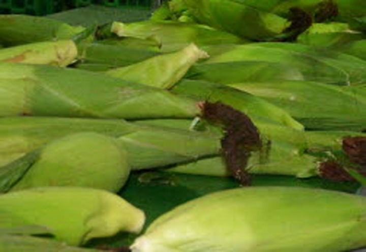 [춘천=뉴시스] 30일 농협강원본부(본부장 김경록)은 6. 30 ~ 7. 13일까지 2주간 2회차에 걸쳐 강원쌀 쇼핑몰에서 10kg 이상 쌀 구매고객에게 추첨을 통해 도내에서 생산된 찰옥수수(20입)를 증정할 예정이다 고 밝혔다. 농협강원본부 제공. *재판매 및 DB 금지