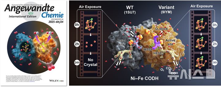 [부천=뉴시스] 가톨릭대학교 김석민 교수팀, 산소에 강한 금속 기반 생촉매 세계 최초 개발. (사진=가톨릭대 제공) 2025.06.30. photo@newsis.com